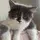 Vick cat ( 6k :D )