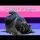 Just a pigeon