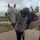 ☆Un_Poney_Gris☆