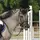 Le poney d’une vie 