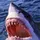VOIDEDSHARK