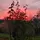 Estera
