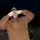 Hanhnhu