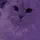 | PURPL3 C4TZ!1! |