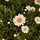 hirraahmad_