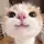 Miaww