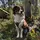 mailo_the_miniaussie