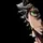 Black_Clover