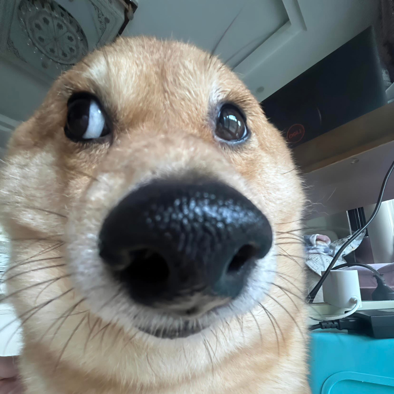 si tình