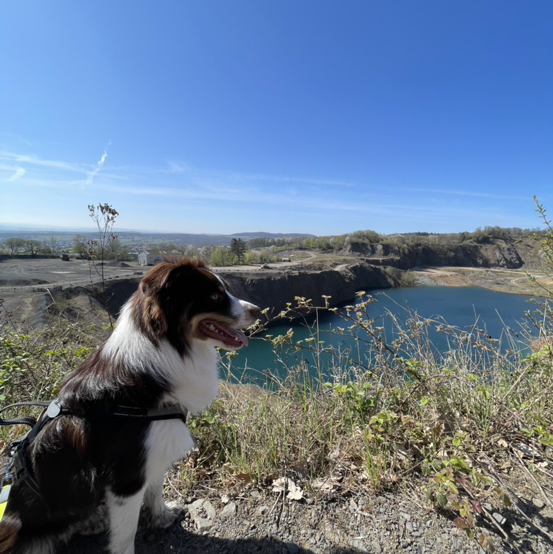 mailo_the_miniaussie