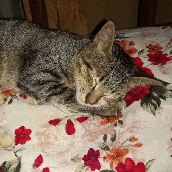 ht