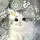 Catgrill
