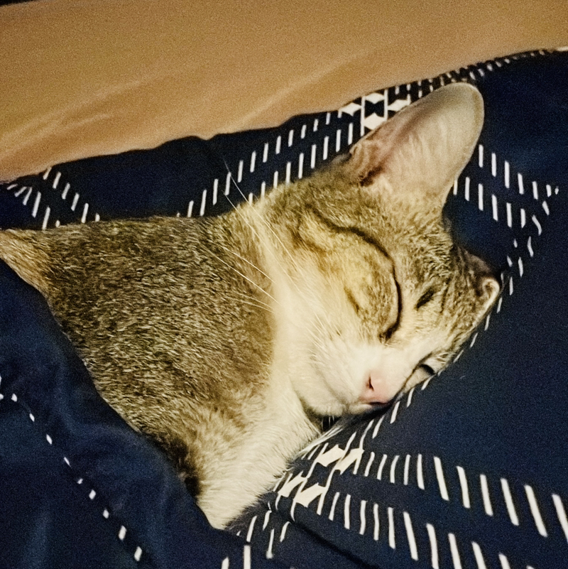 NYU •😸