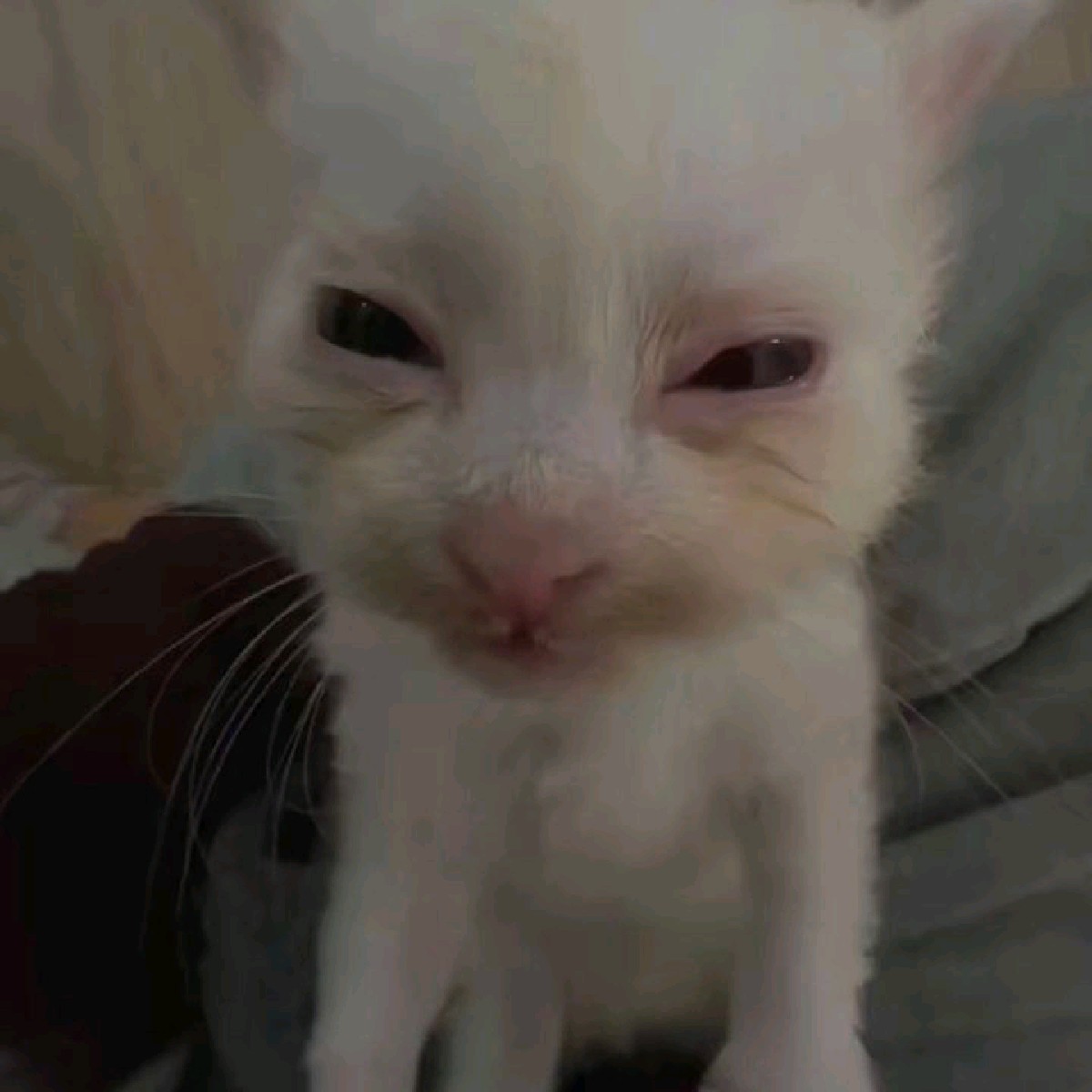 🦦