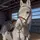 ℧ aspen.equine. ℧