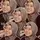 prnmai_