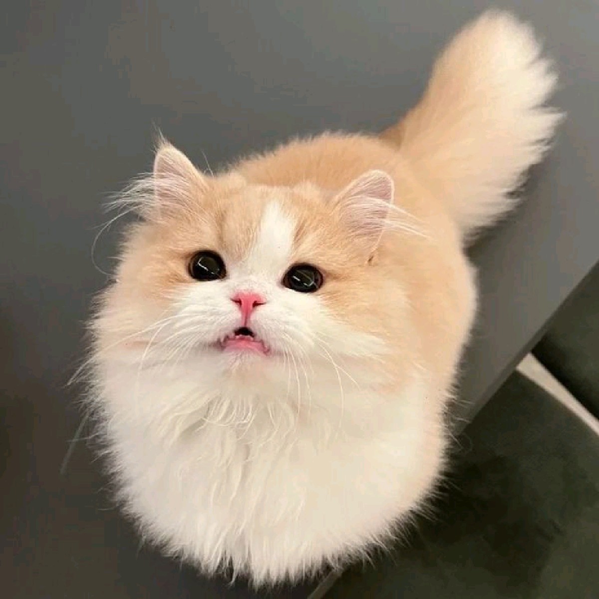 𝐑𝐢𝐡𝐚𝐧𝐧𝐚