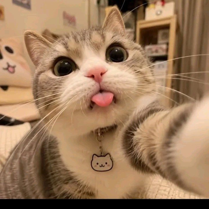 Template Editor