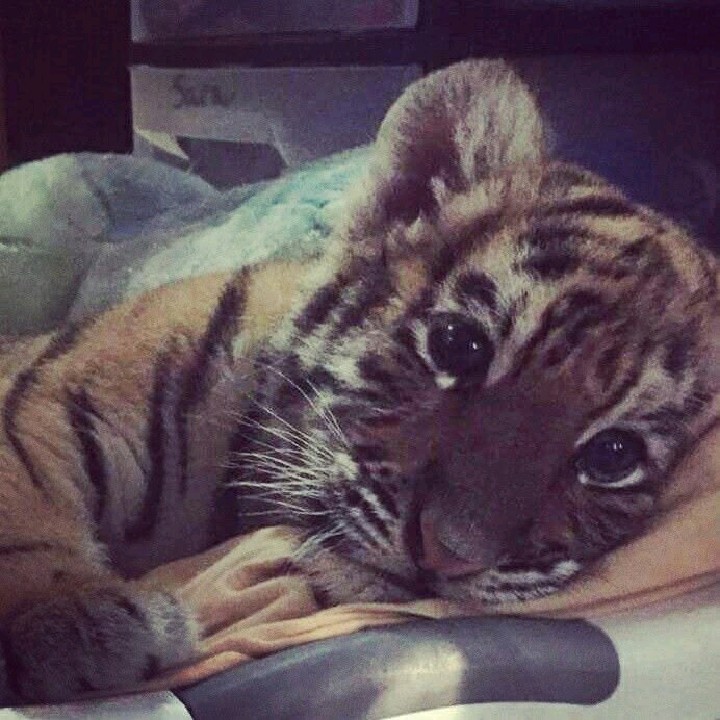 𝐓𝐡𝐮𝐲𝐕𝐲𝐲🐯