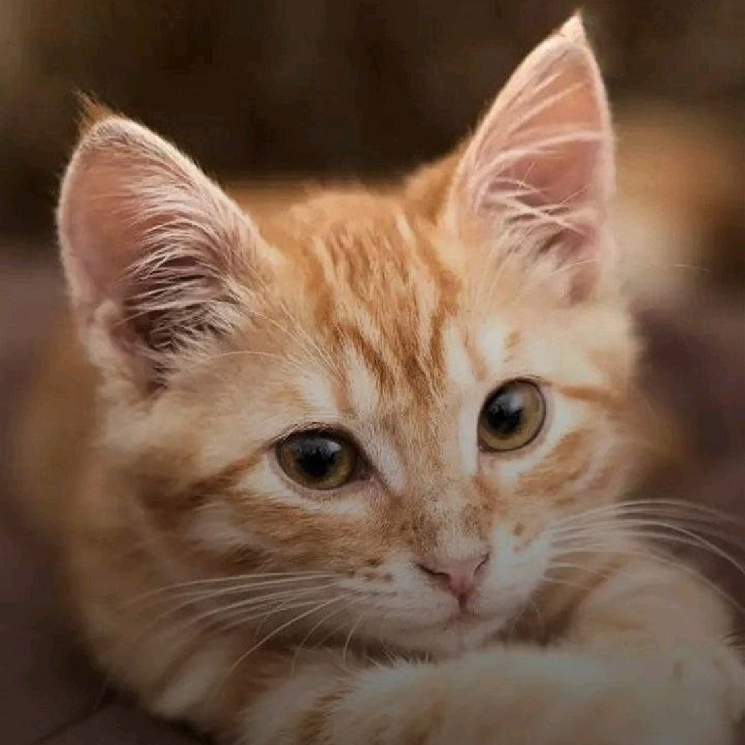 Leo eden 