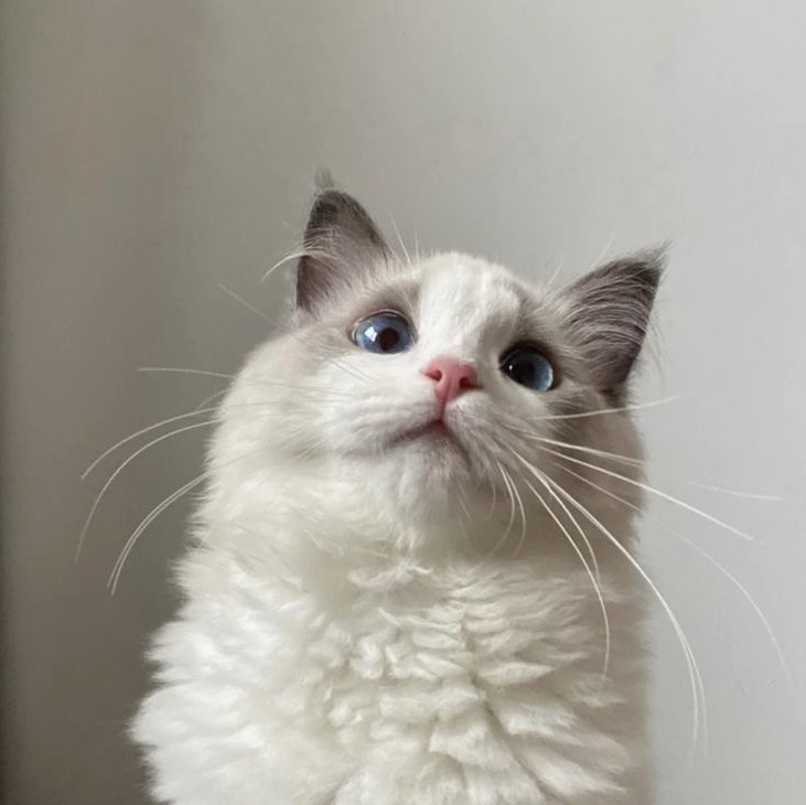 🐱♡
