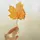 Maple.14