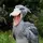 🪶Shoebill Stork🪶