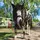 ZsShowJumper