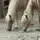 M&A&S_equestrian