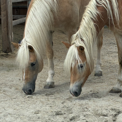 M&A&S_equestrian