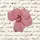 Cattleya