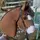 K.M.O stables