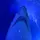💙🌊🦈 alice 🦈🌊💙