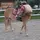 Horsey_edits