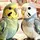 PuuNonぷぅのん