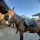 Jula_and_horse