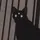 lyn: 🪐🔭🐈‍⬛