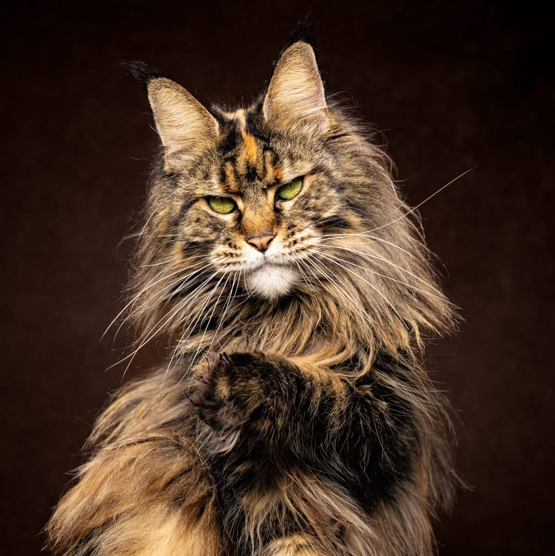 Cat😻