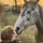 Bell@loves horses X3