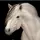 🩵faith…equestrian🩵