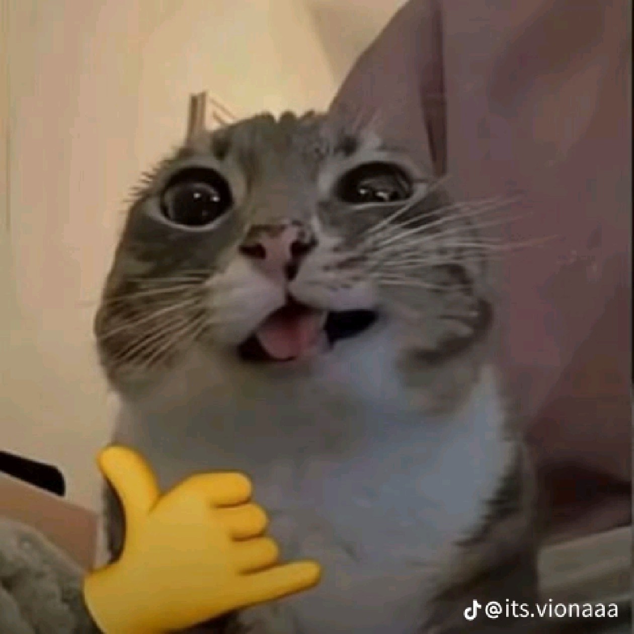 mauww