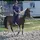 100%_Horse 