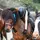 Horses_4_life