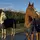 ✰equestrian✰