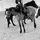 ✰Just Horses and Me✰