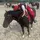Brook Equestrian