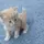 Vasutchy 龙