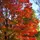 🍁maple_teatree🍁