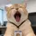 Key_Cat