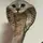 Cat-snake